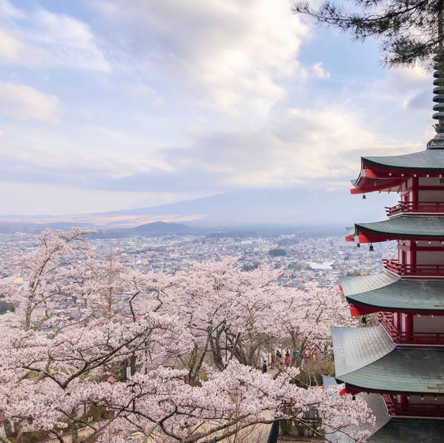 Cherry blossom at Chureito Pagoda 