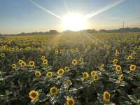 圧巻のひまわり畑🌻