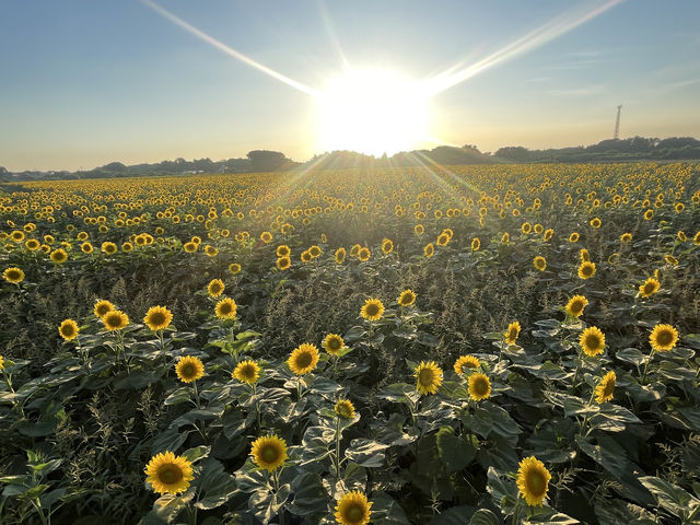 圧巻のひまわり畑🌻
