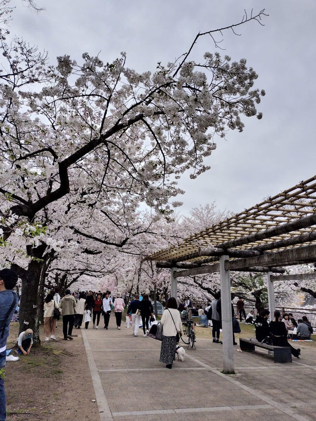 大阪城公園～必去免費賞櫻地點🌸