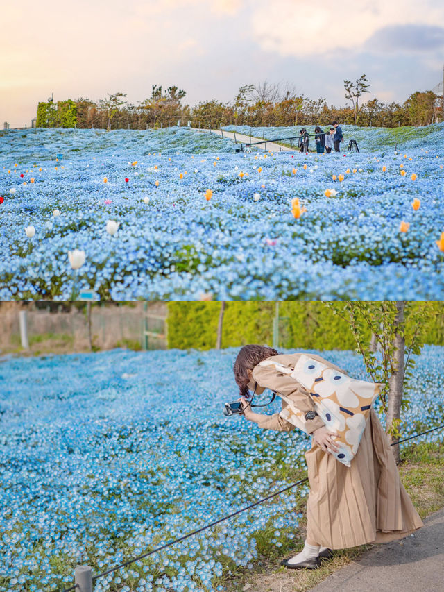 Osaka Maishima Seaside Park ทุ่งดอกเนโมฟีลาโอซาก้า