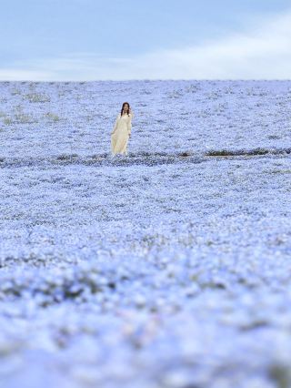 [Ibaraki] Nemophila in full bloom! Hitachi Seaside Park