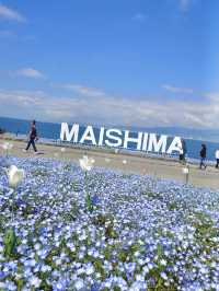  Nemophila Festival งานเทศกาลดอกไม้โอซาก้า
