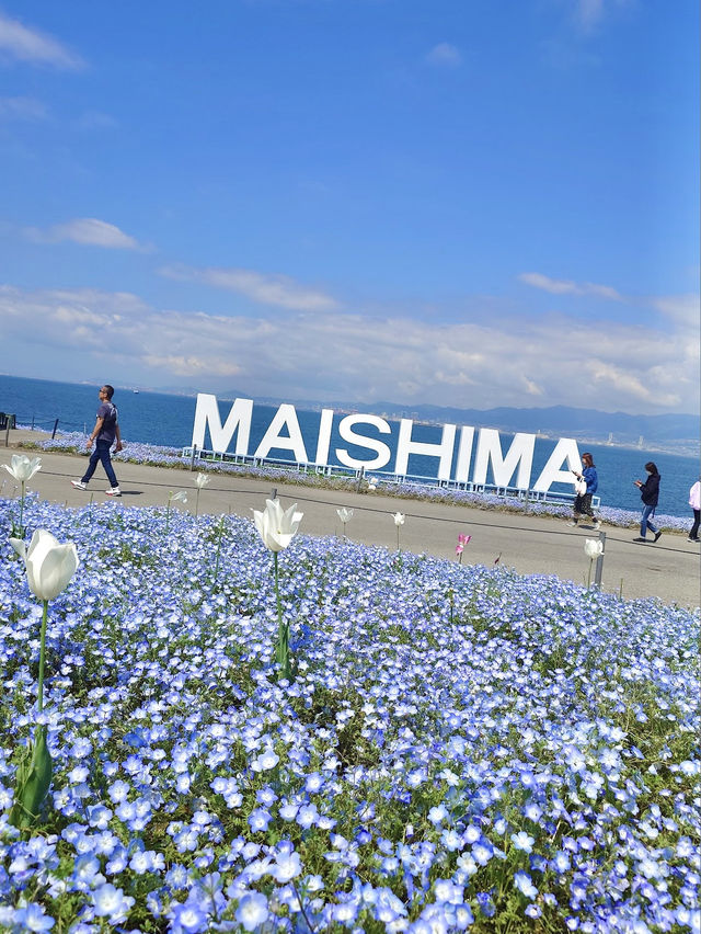  Nemophila Festival งานเทศกาลดอกไม้โอซาก้า