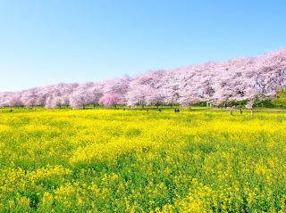 Sakado Kenzendo Sakura Embankment