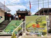 Snakes are everywhere here 🫣 | Snake Temple