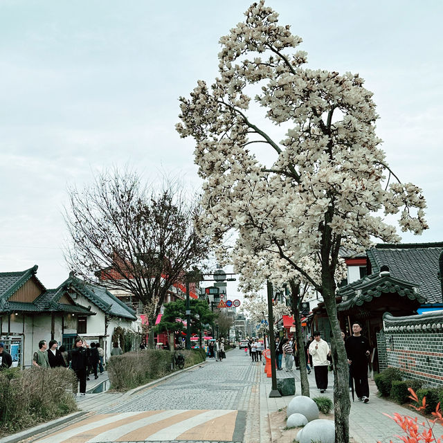 Gingko Tree Avenue @ Jeonju Hanok Village 🇰🇷