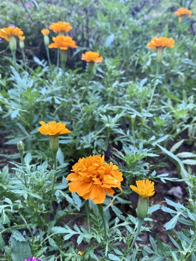 🌷元朗公園🌷繁花盛宴✨