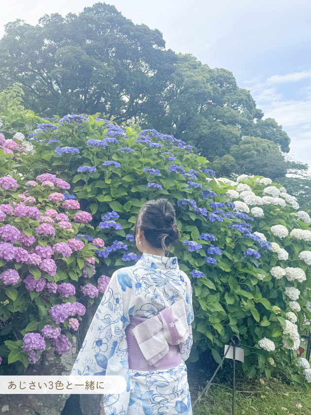 【 神奈川/ 小田原 】お城とあじさい花菖蒲のコラボ