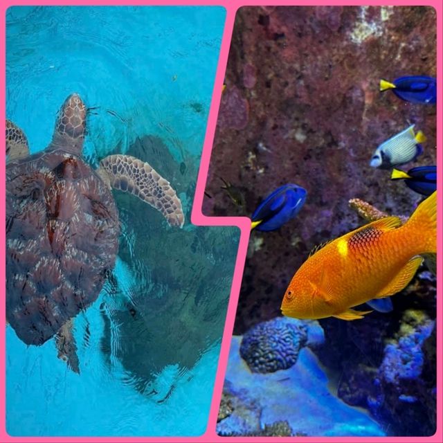 【沖繩】美麗海水族館：稀有水生物展示，適合親子活動