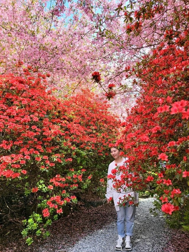 역대급 봄꽃축제 서부해당화가 아름다운 남미륵사🌸