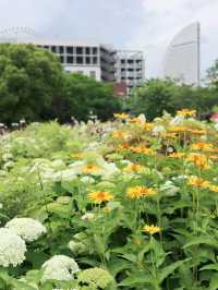 【横浜】あじさいが見頃！たくさんのお花が楽しめる広場！