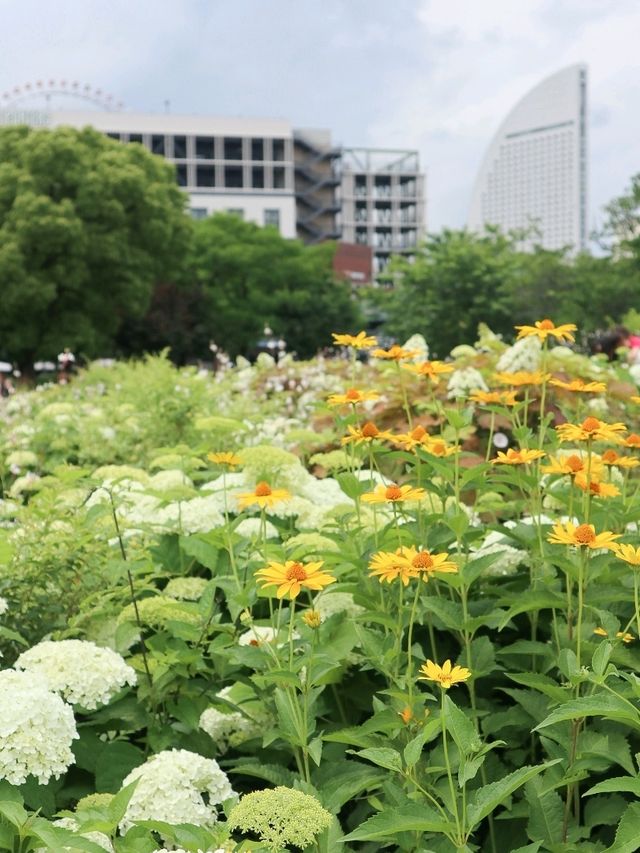 【横浜】あじさいが見頃！たくさんのお花が楽しめる広場！