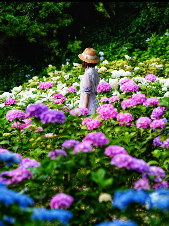 大阪の穴場あじさいスポット☺️💠💐蜻蛉池公園