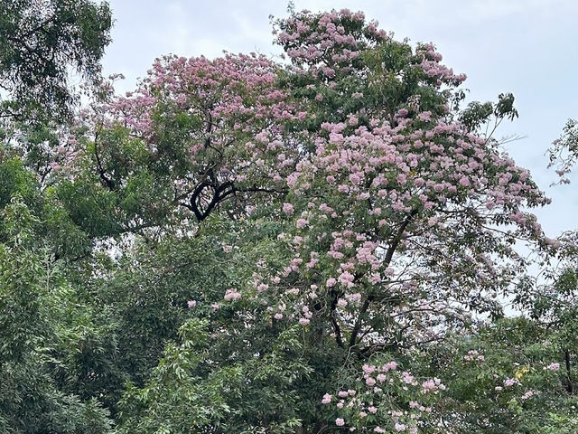 📍🌳 สวนวชิรเบญจทัศ (สวนรถไฟ)