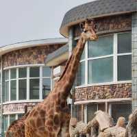 福州動物園：動物奇妙景象，雨天也好玩