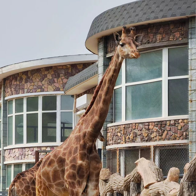 福州動物園：動物奇妙景象，雨天也好玩