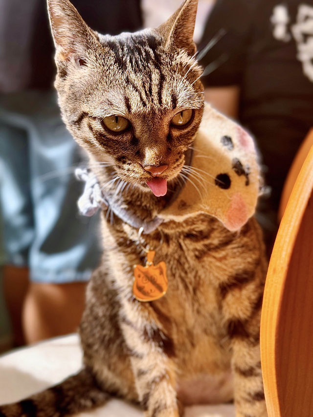 環境好好嘅貓cafe🐱