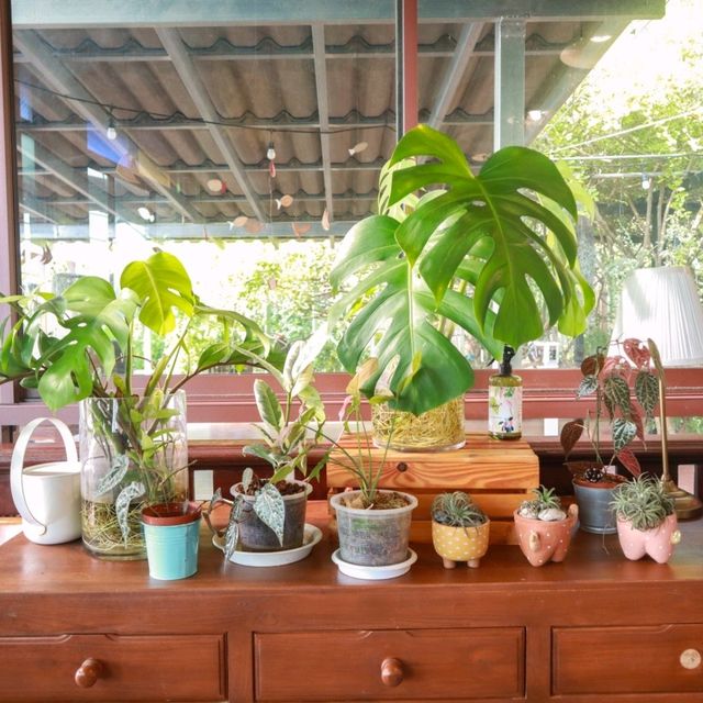 สิริสมปอง ฟาร์ม แอนด์ คาเฟ่