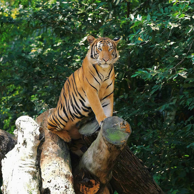 馬來西亞國家動物園：親近自然，享受歡樂氛圍！
