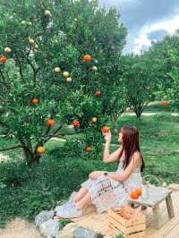JINJU the orange farm สวนส้มเชียงใหม่ฟีลเกาหลี