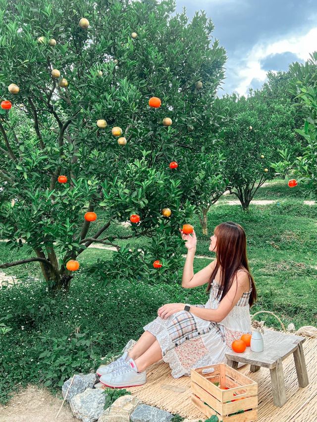 JINJU the orange farm สวนส้มเชียงใหม่ฟีลเกาหลี