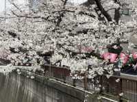 🌸 目黒川桜まつり - 春の美しさが川沿いに広がる🇯🇵