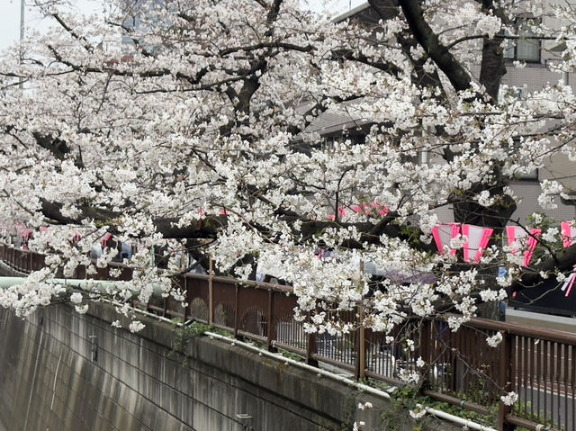 🌸 目黒川桜まつり - 春の美しさが川沿いに広がる🇯🇵