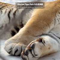 📍 Siberia Tiger Park 黑龙江·哈尔滨|东北虎林园  สถานที่ท่องเที่