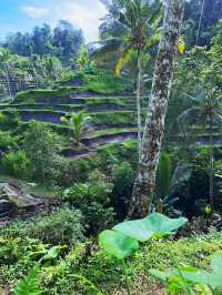 🌳 Rice Paddy Field