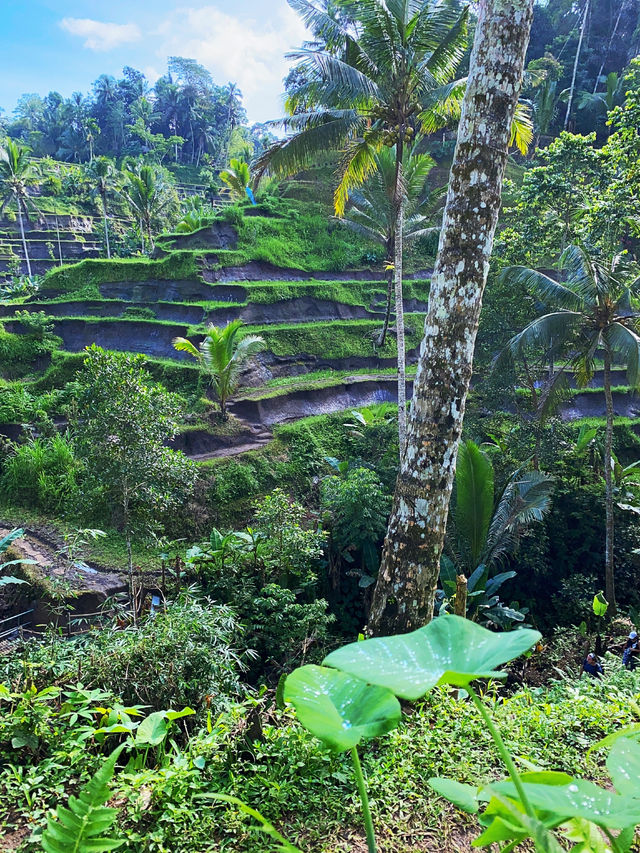 🌳 Rice Paddy Field