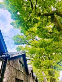 【日本東北】山居倉庫：江戶時代倉庫群和古老的櫸樹林