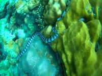 รีวิว ดำน้ำตื้นเกาะหลีเป๊ะ โซนใน 🐠