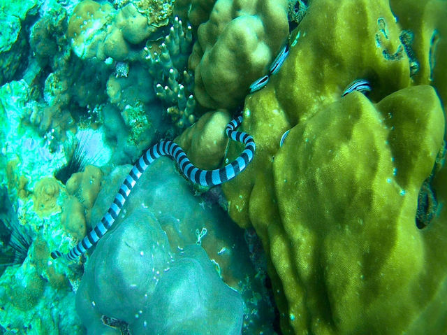 รีวิว ดำน้ำตื้นเกาะหลีเป๊ะ โซนใน 🐠
