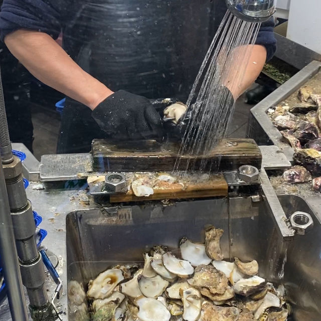 🐟🦐🦀《悉尼魚市場：海鮮美食之旅》🌊🍴🇦🇺