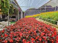 Flowers blooming at Flora Park, Cameron Highlands