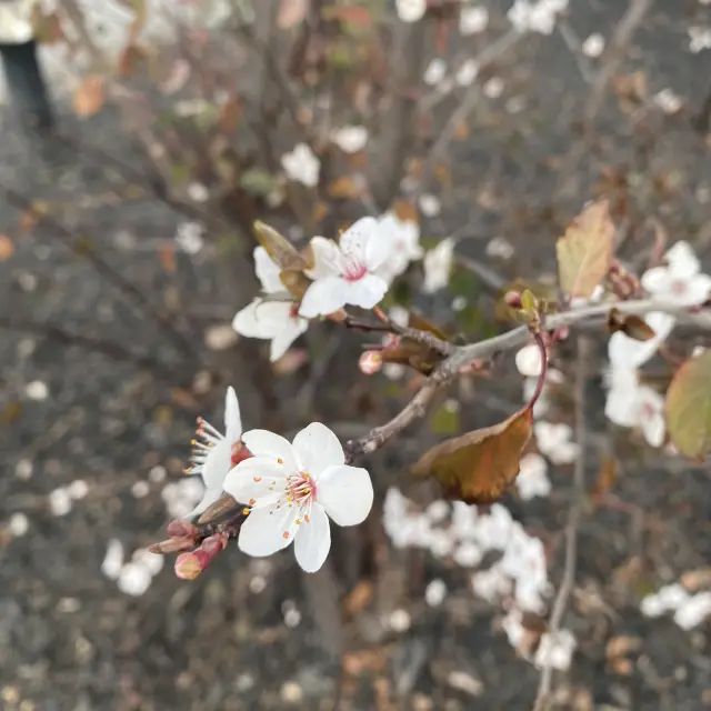 Spring in Queenstown