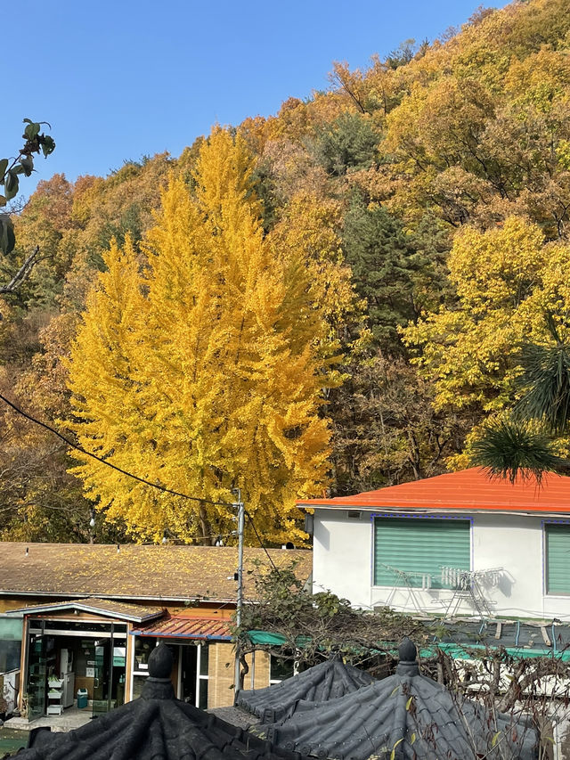 숲뷰 부산 근교 감성카페 (양산 무무도)