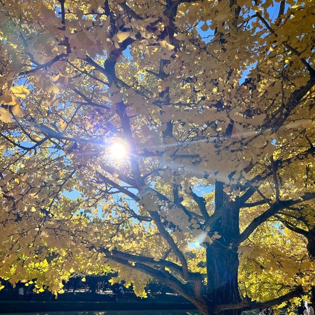 東京景點｜東京近郊知名銀杏賞風景點—國營昭和紀念公園