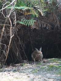 【広島観光】癒しのうさぎ天国！広島「大久野島」🐰🌿