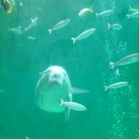 【三重】鳥羽水族館