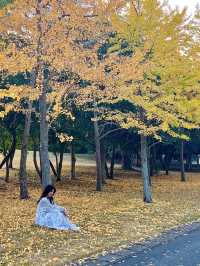 🍂福岡賞花賞銀杏必去的公園！