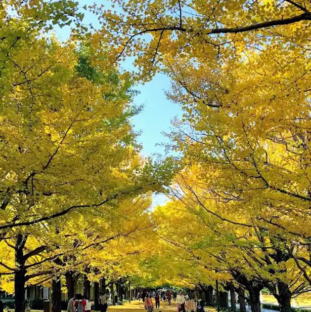 【東京】紅葉の時期にオススメ公園