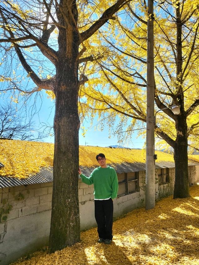 은행카펫이 아름다운 거창 의동마을