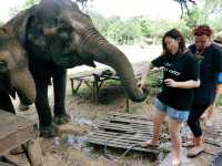 與大象親密接觸的體驗：北碧府的大象世界 🐘💖