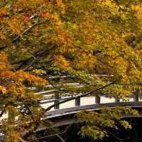 【神奈川】紅葉の時期にオススメスポット！