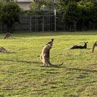 BRISBANE可以直接上手摸袋鼠的動物園🦘!!!