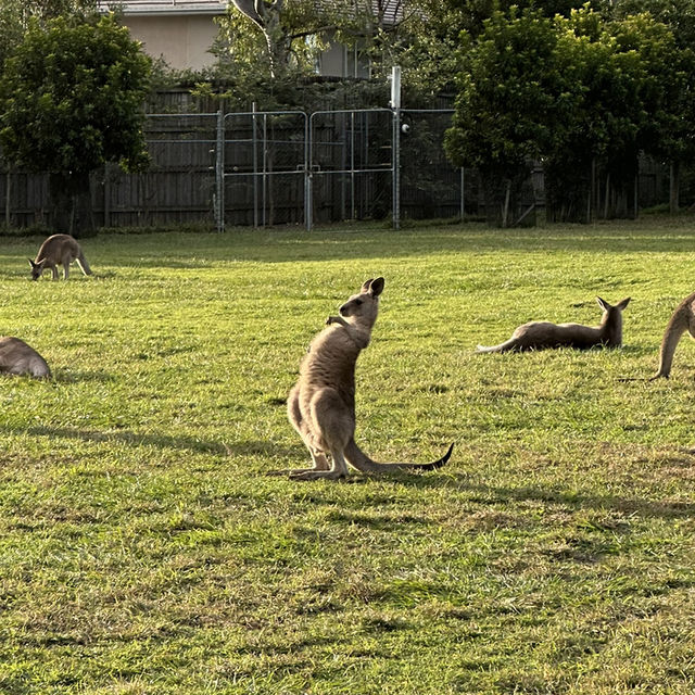 BRISBANE可以直接上手摸袋鼠的動物園🦘!!!