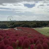 鄰近東京季節限定的好地方-茨城縣日立海濱公園