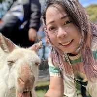 Love this place, Maru Koala and Animal Park in Melbourne, they are all adorable 🥰❤️